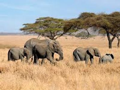 4 DAYS SERENGETI WILDERNESS ADVENTURE - Image - 2940